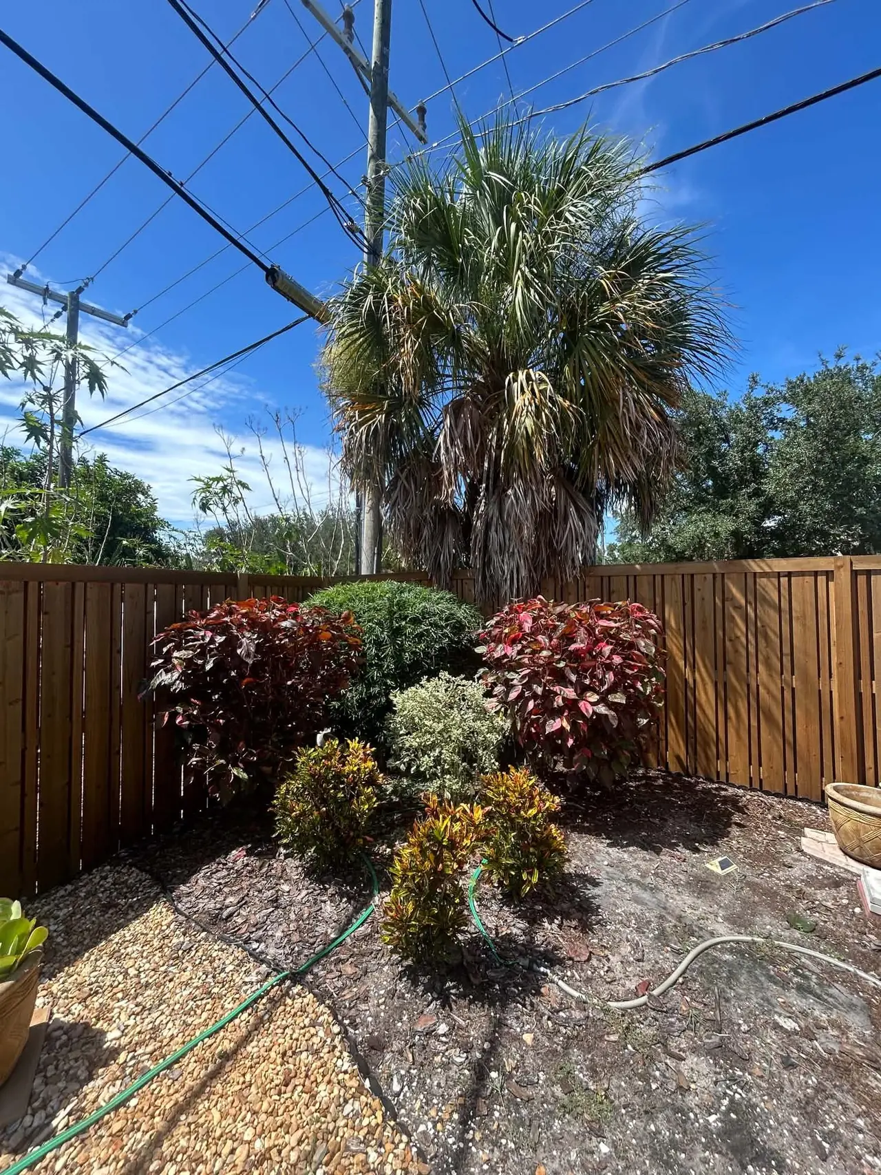 Tropical croton garden bed
